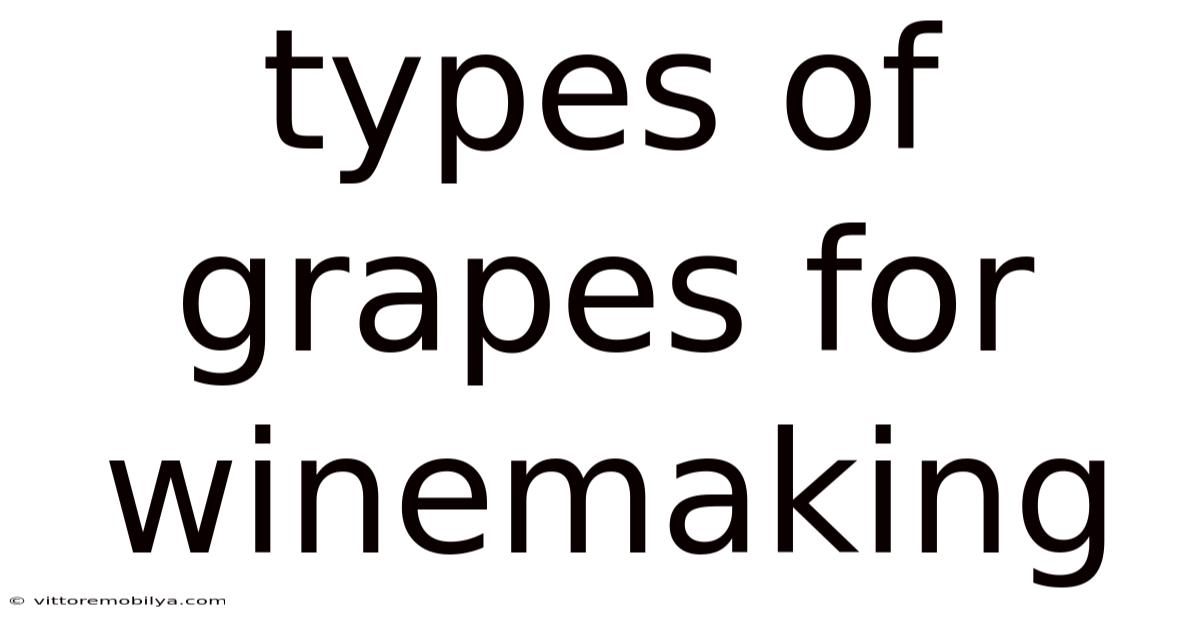 Types Of Grapes For Winemaking