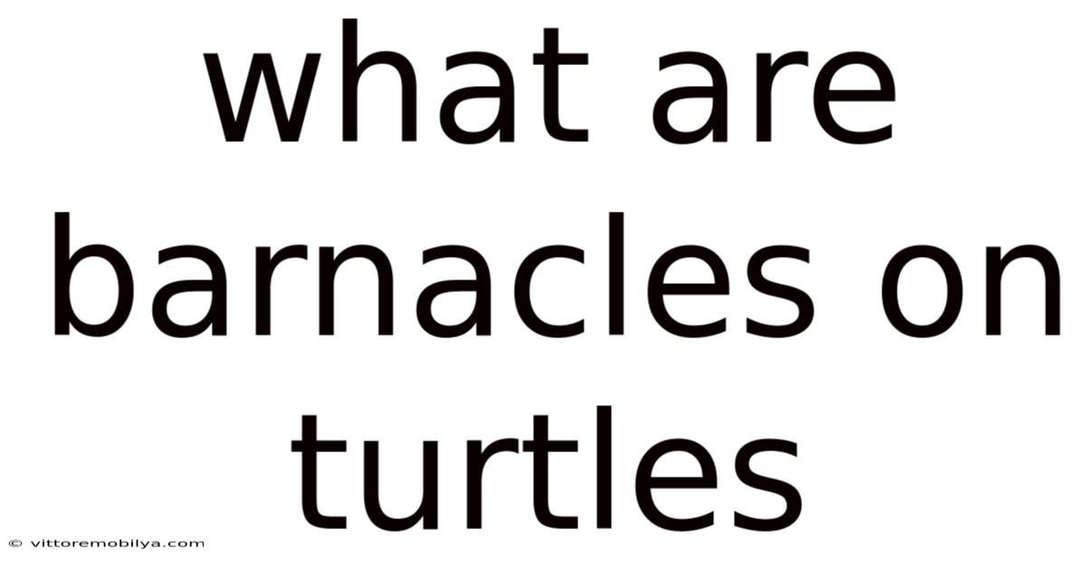 What Are Barnacles On Turtles
