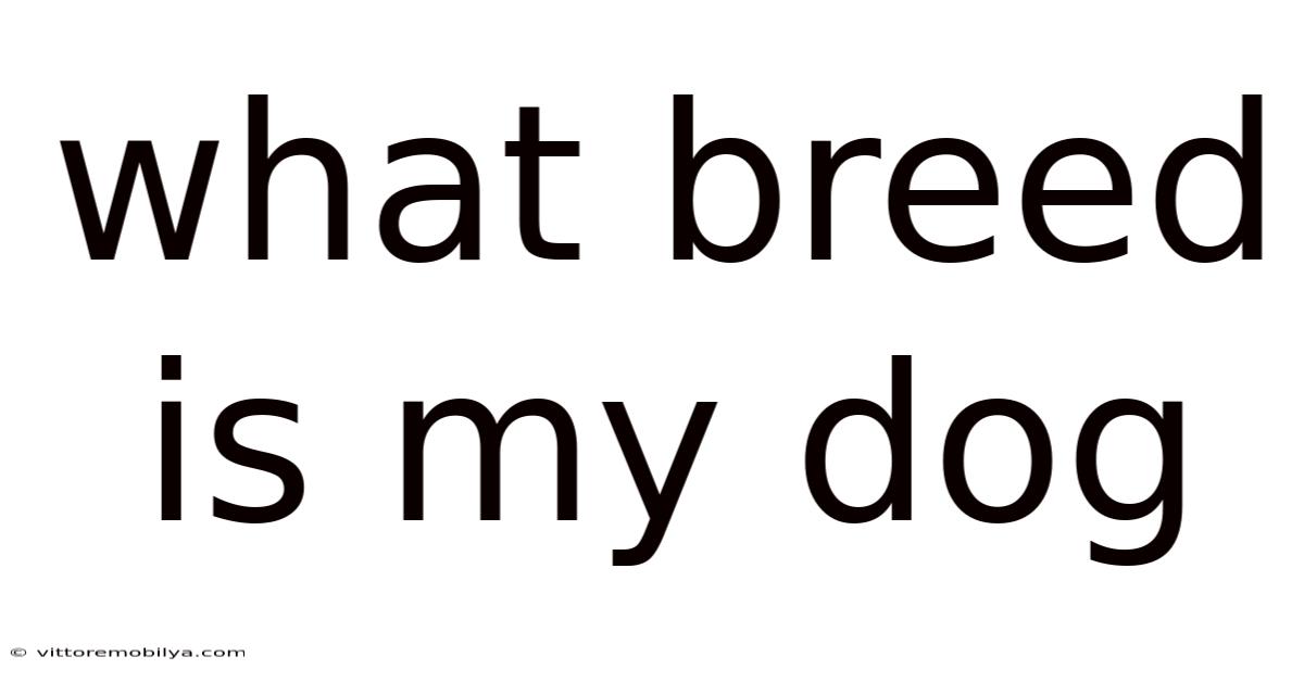 What Breed Is My Dog