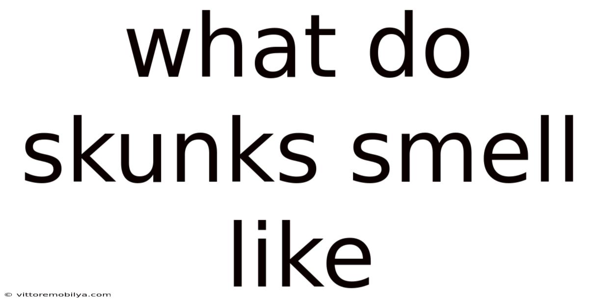 What Do Skunks Smell Like