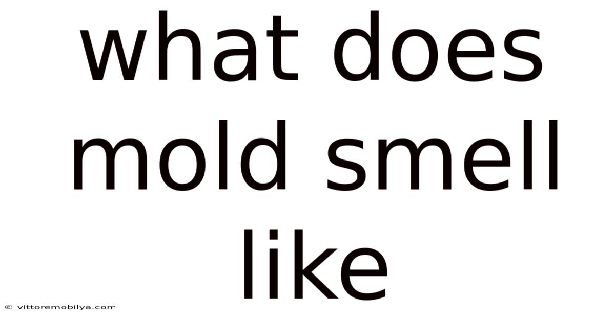What Does Mold Smell Like