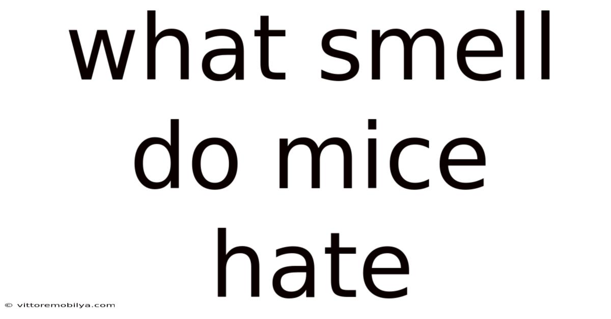 What Smell Do Mice Hate