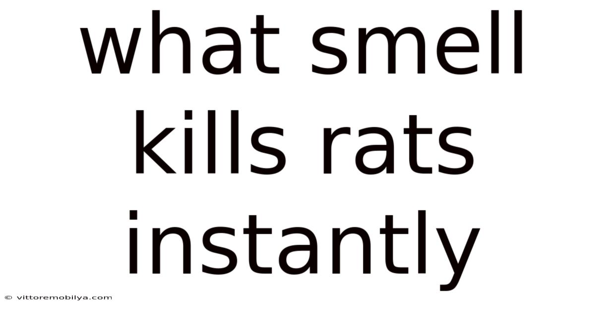 What Smell Kills Rats Instantly