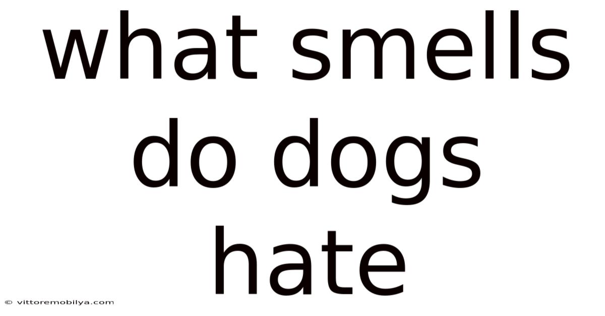 What Smells Do Dogs Hate