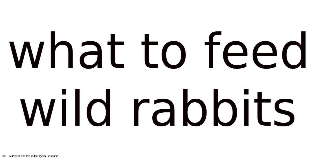 What To Feed Wild Rabbits
