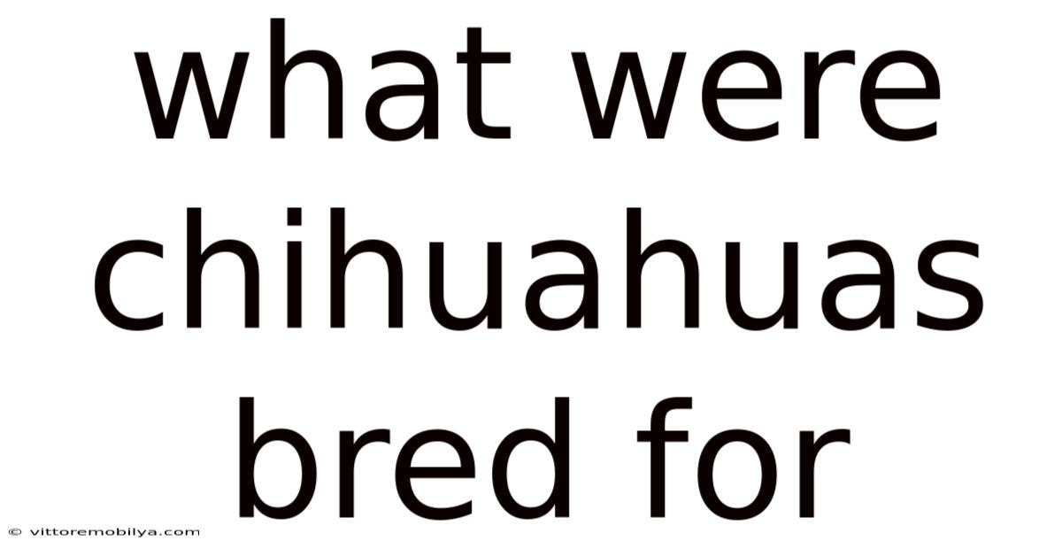 What Were Chihuahuas Bred For