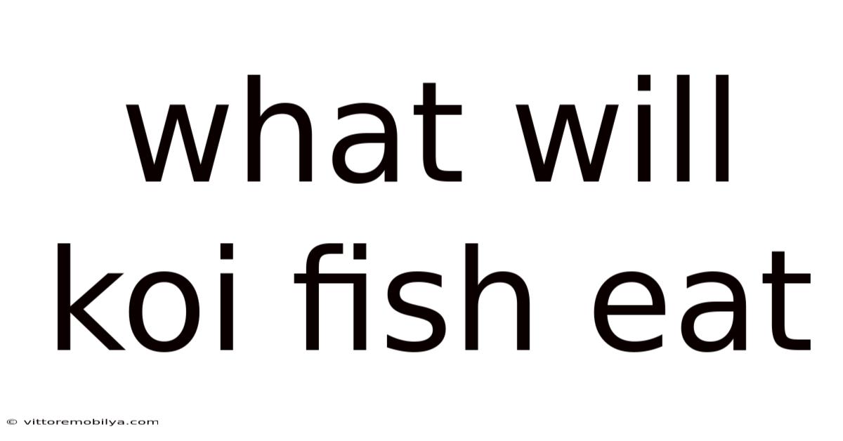 What Will Koi Fish Eat