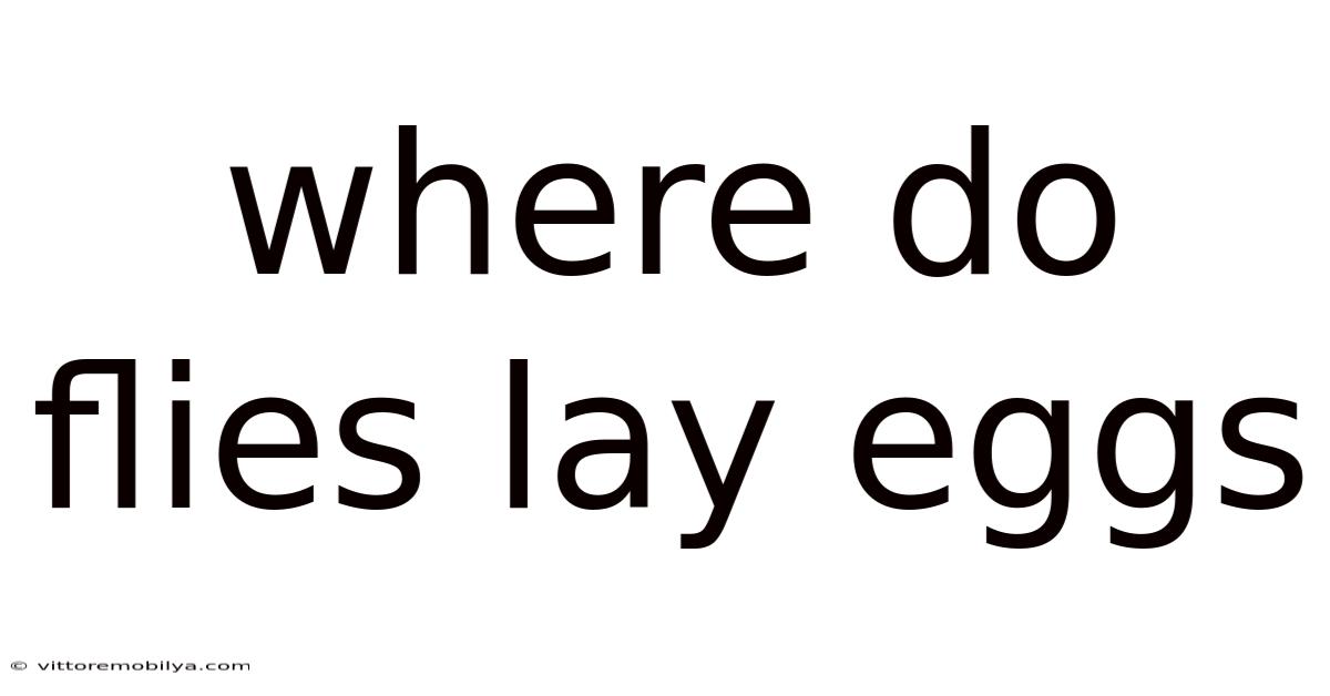 Where Do Flies Lay Eggs
