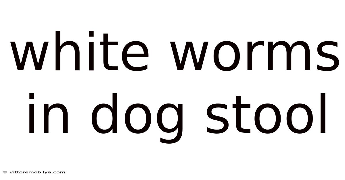 White Worms In Dog Stool