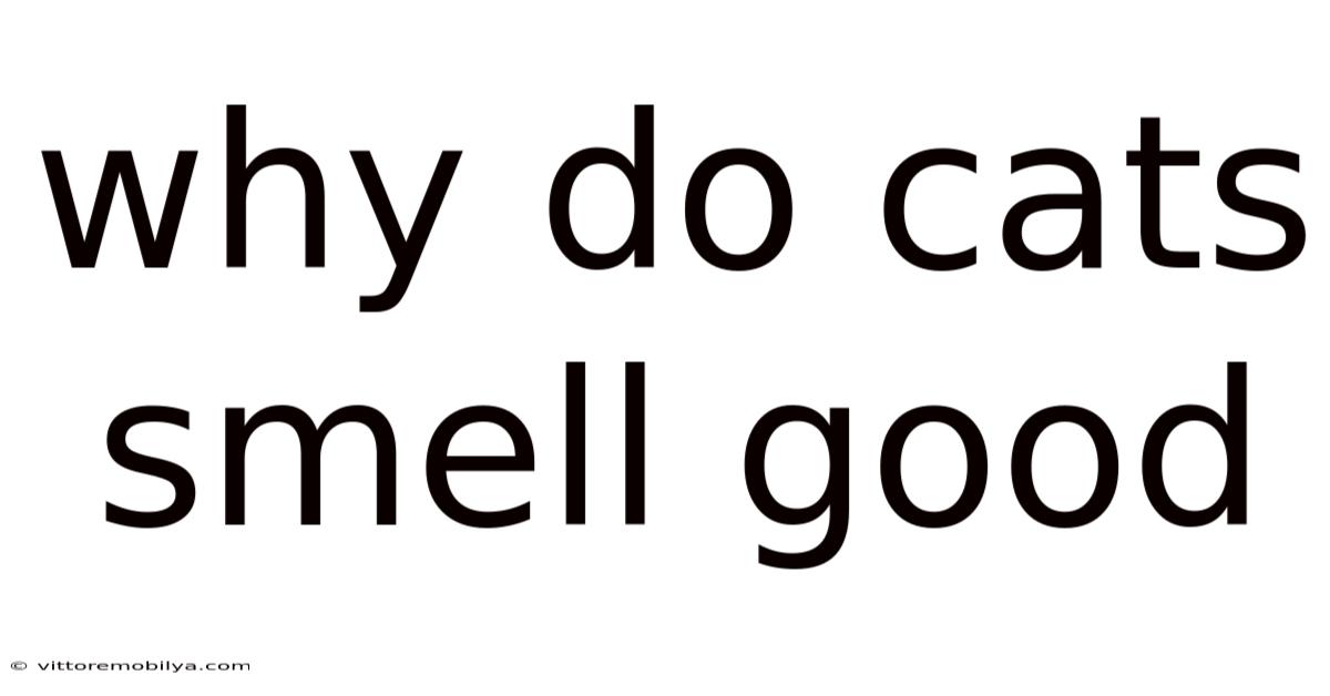 Why Do Cats Smell Good