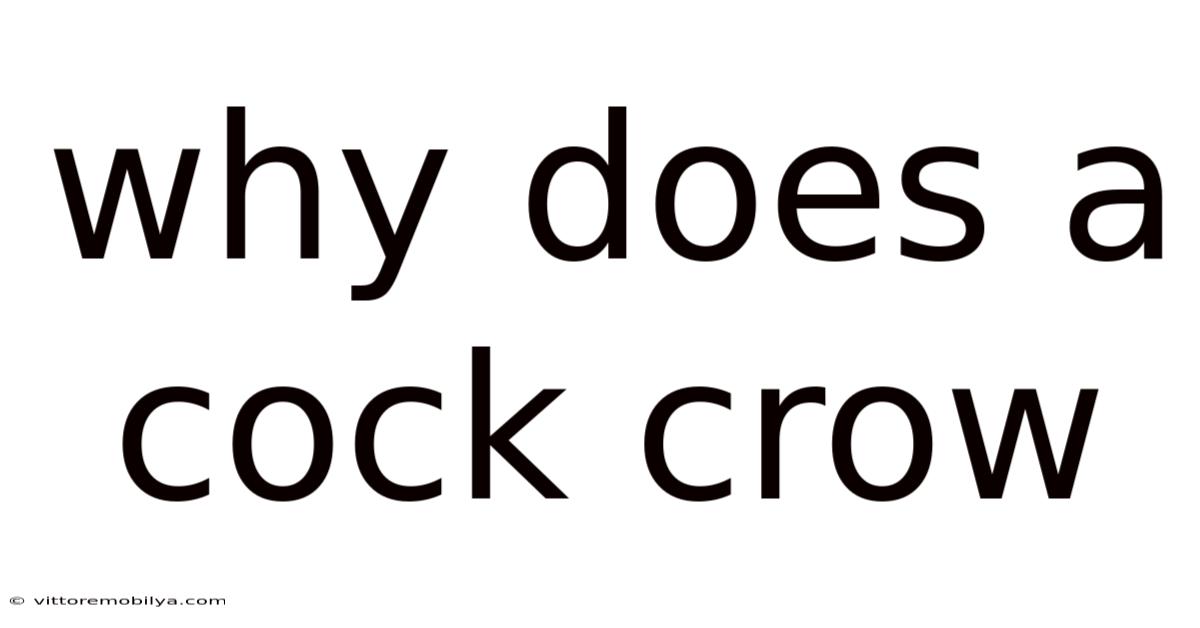 Why Does A Cock Crow