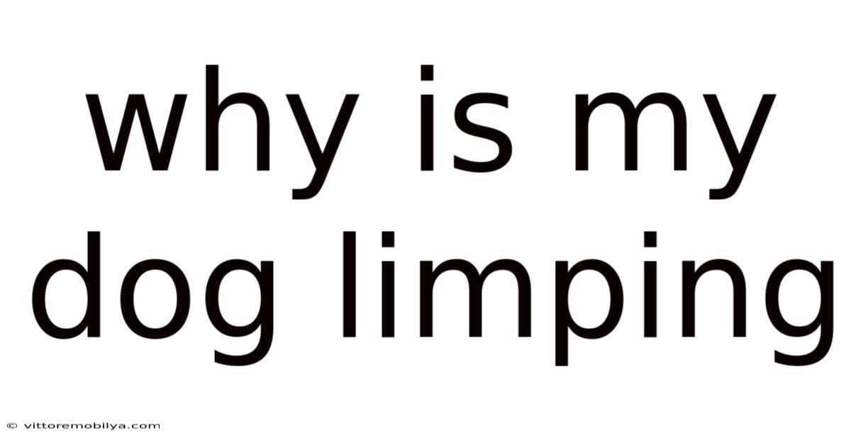 Why Is My Dog Limping