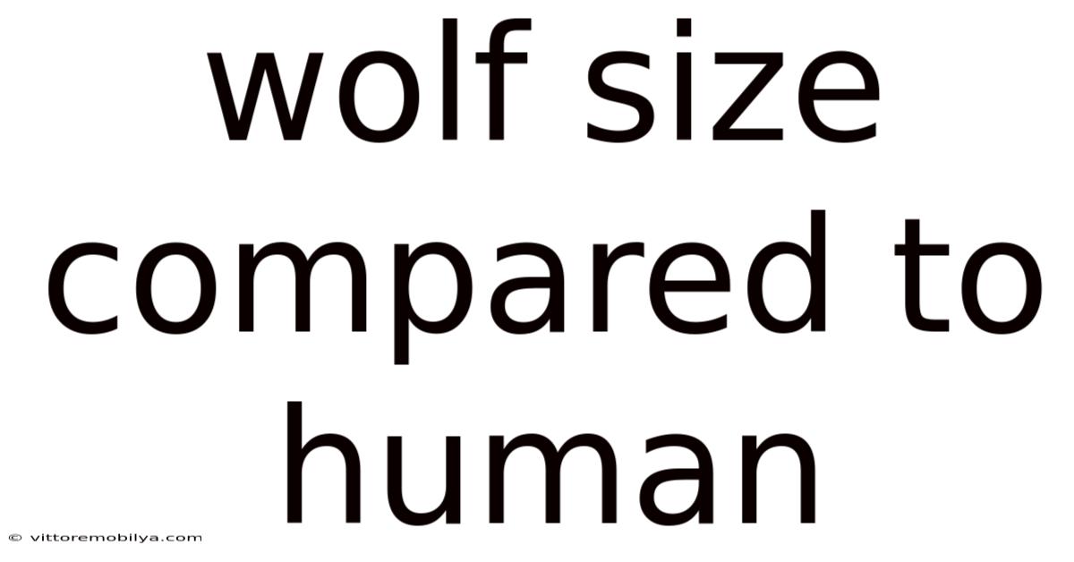 Wolf Size Compared To Human
