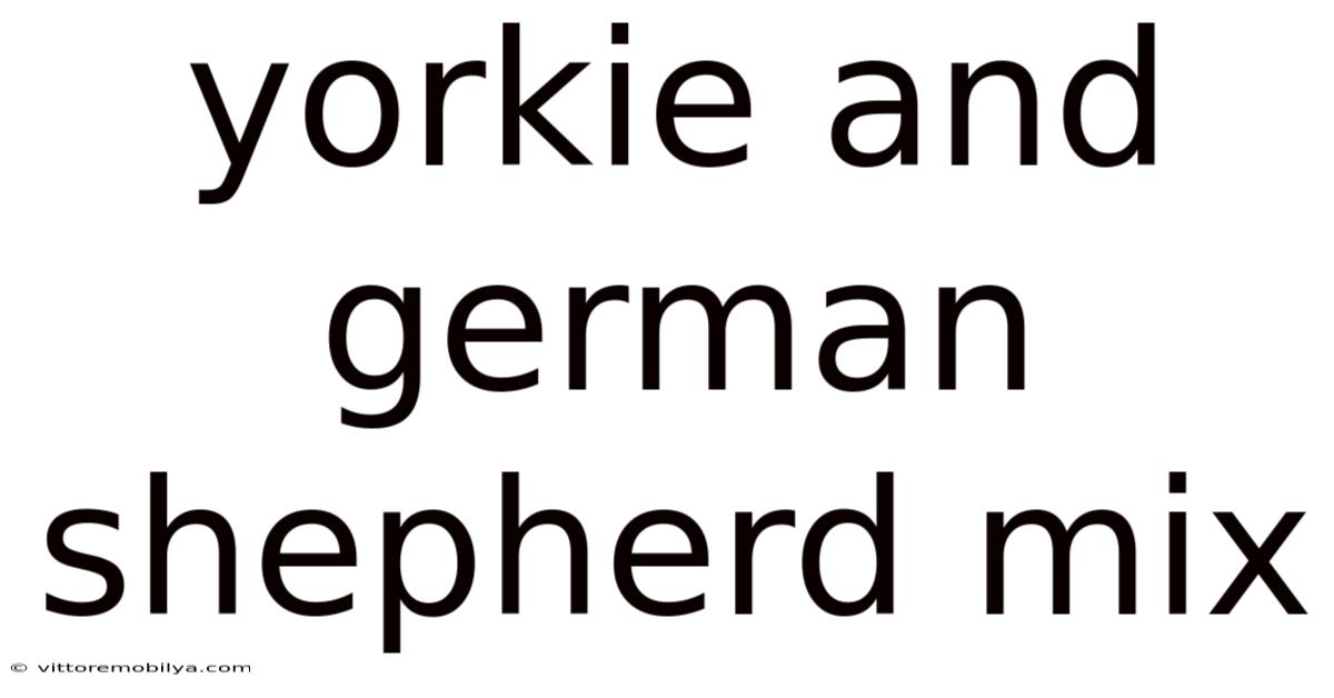 Yorkie And German Shepherd Mix